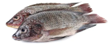 tilapia-fish-medium-1kg500-800g