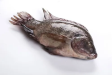 tilapia-fish-extra-large-1kg1-2kg-over