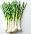 fresh-spring-onion