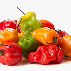 fresh-scotch-bonnet-1-bag