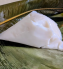 agidi-eko