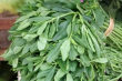 fresh-water-leaf-1kg