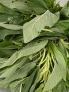 fresh-green-leaf-tete-bunch
