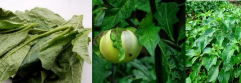 fresh-igbo-garden-egg-leaf
